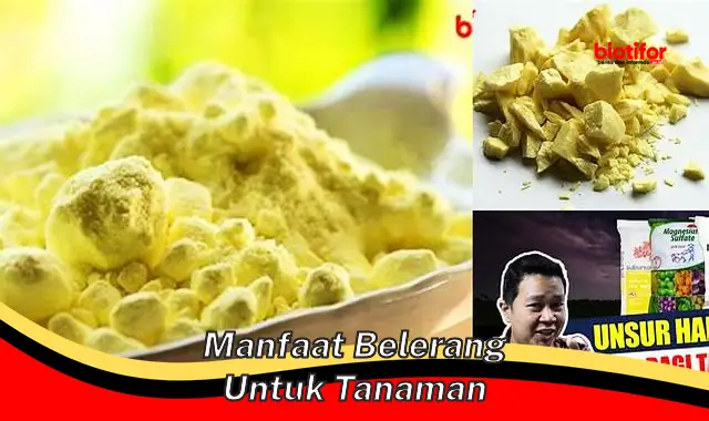 manfaat belerang untuk tanaman