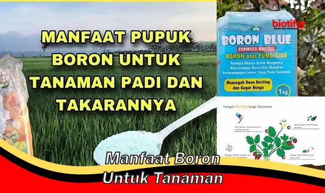 manfaat boron untuk tanaman