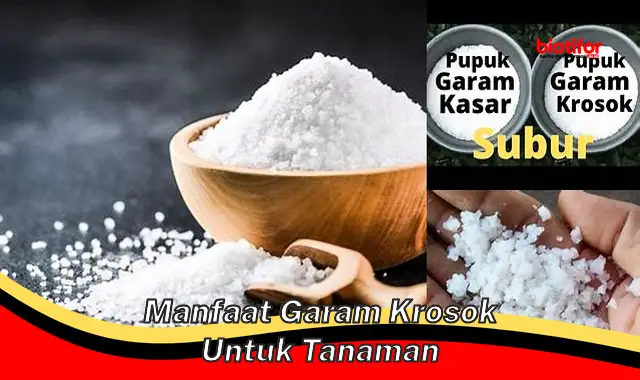 manfaat garam krosok untuk tanaman