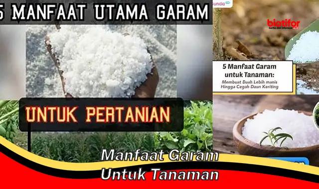 manfaat garam untuk tanaman