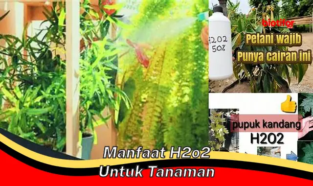 manfaat h2o2 untuk tanaman