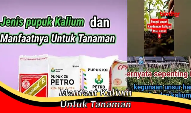 manfaat kalium untuk tanaman