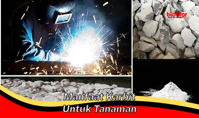 manfaat karbit untuk tanaman