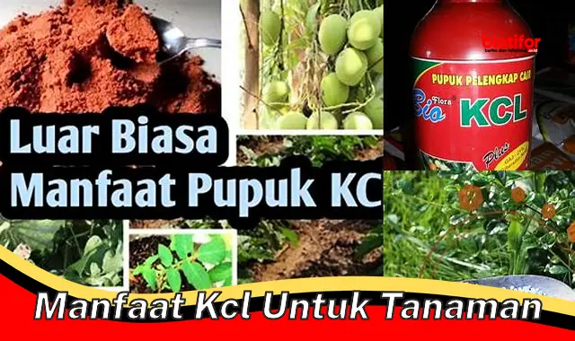 manfaat kcl untuk tanaman