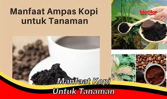 manfaat kopi untuk tanaman