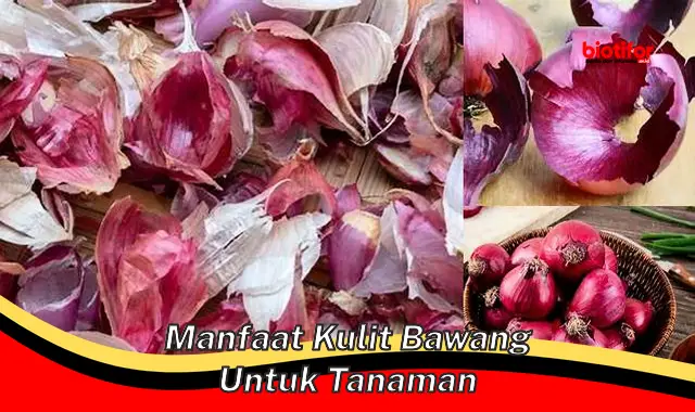 manfaat kulit bawang untuk tanaman