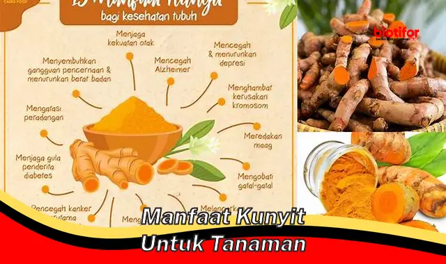 manfaat kunyit untuk tanaman