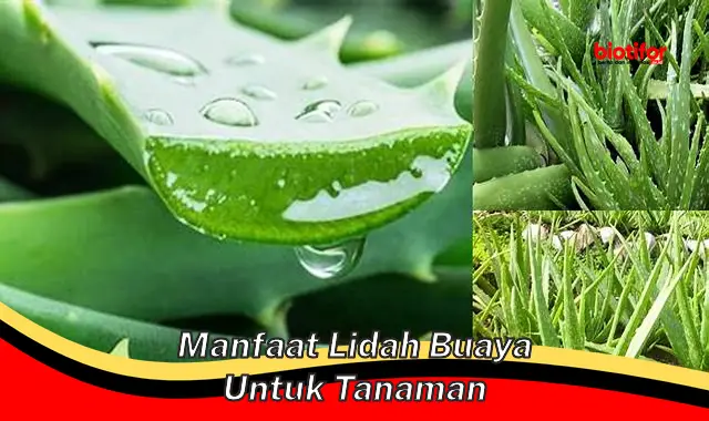 Temukan Rahasia Lidah Buaya untuk Tanaman yang Jarang Diketahui