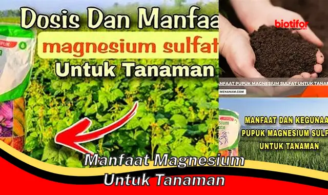 manfaat magnesium untuk tanaman