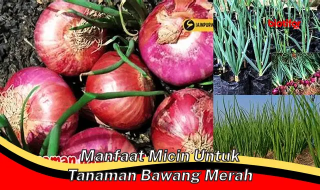 manfaat micin untuk tanaman bawang merah