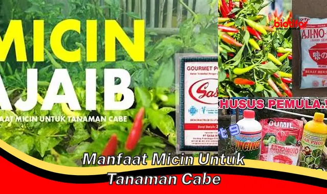 manfaat micin untuk tanaman cabe