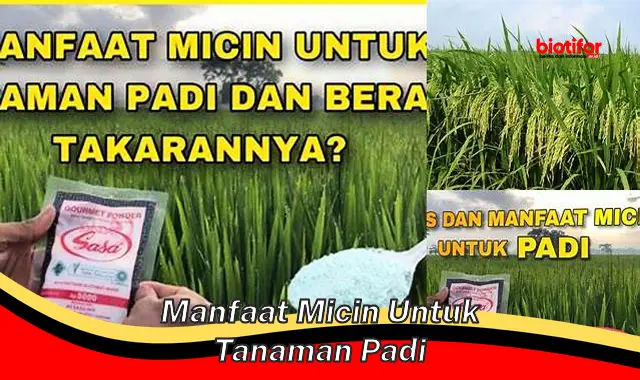 manfaat micin untuk tanaman padi