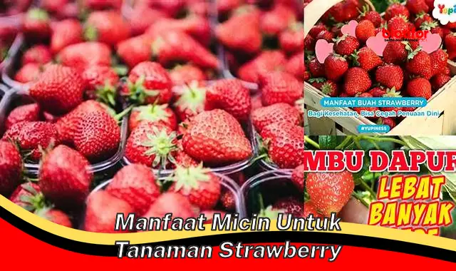 manfaat micin untuk tanaman strawberry