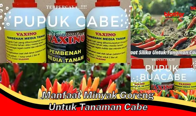 manfaat minyak goreng untuk tanaman cabe