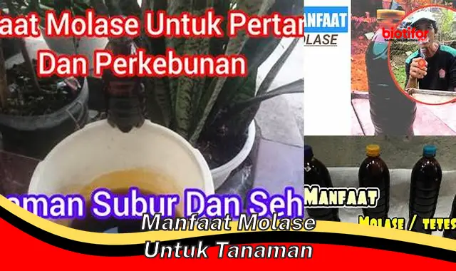 manfaat molase untuk tanaman