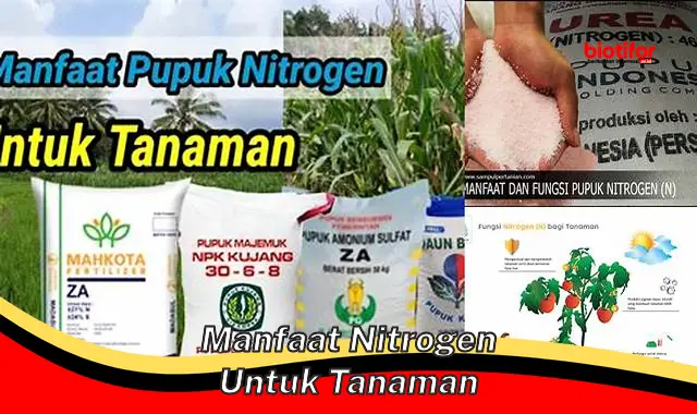 manfaat nitrogen untuk tanaman