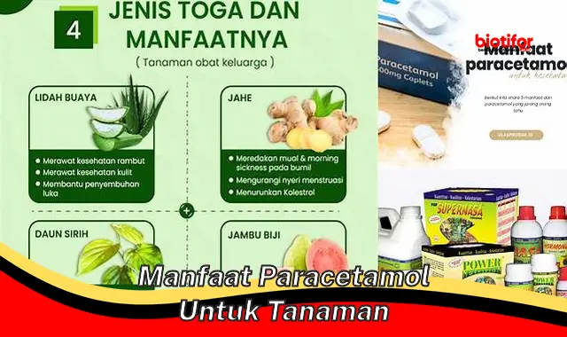 manfaat paracetamol untuk tanaman