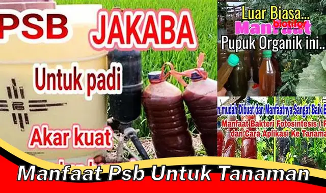 manfaat psb untuk tanaman