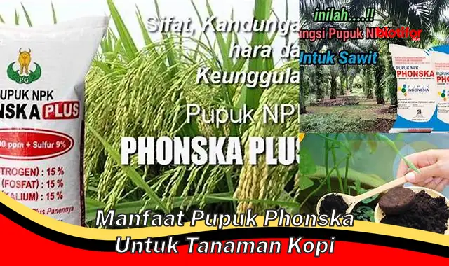 Temukan 5 Manfaat Pupuk Phonska untuk Tanaman Kopi yang Jarang Diketahui