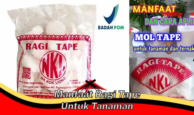 manfaat ragi tape untuk tanaman