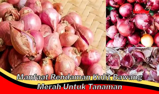 manfaat rendaman kulit bawang merah untuk tanaman