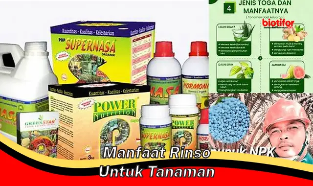 manfaat rinso untuk tanaman