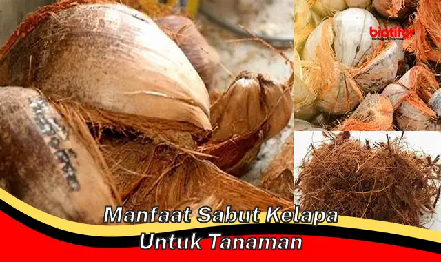 manfaat sabut kelapa untuk tanaman