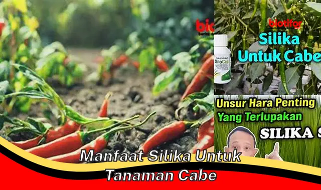 manfaat silika untuk tanaman cabe