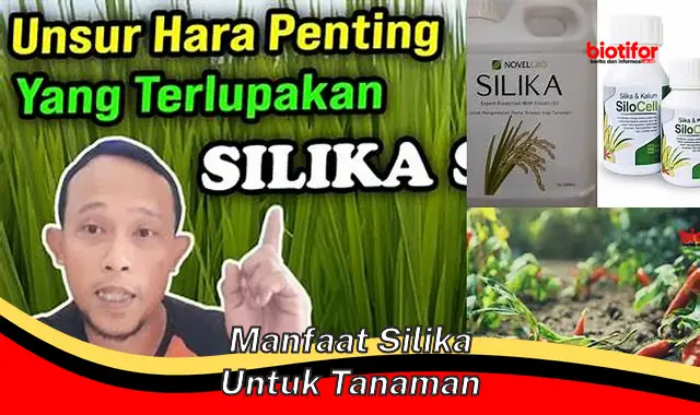 manfaat silika untuk tanaman