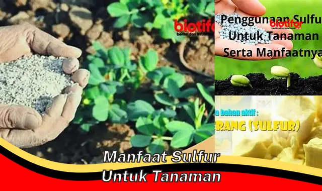 manfaat sulfur untuk tanaman