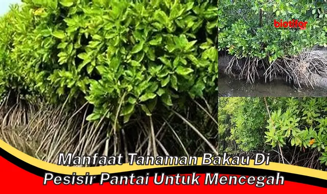 manfaat tanaman bakau di pesisir pantai untuk mencegah