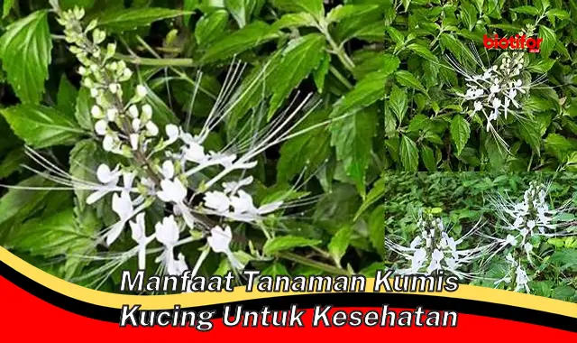 manfaat tanaman kumis kucing untuk kesehatan