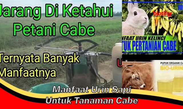 manfaat urin sapi untuk tanaman cabe