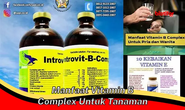 manfaat vitamin b complex untuk tanaman