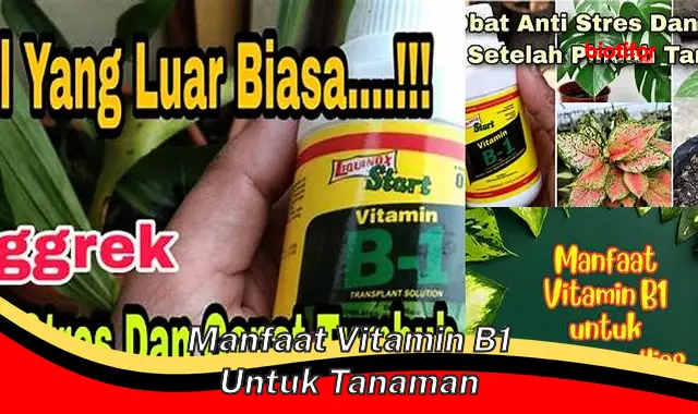 manfaat vitamin b1 untuk tanaman