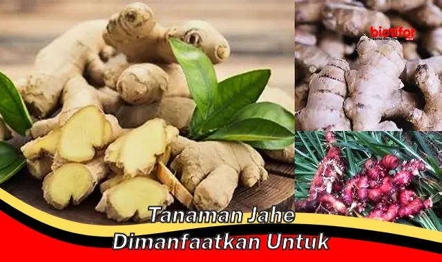 tanaman jahe dimanfaatkan untuk