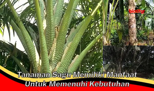 tanaman sagu memiliki manfaat untuk memenuhi kebutuhan