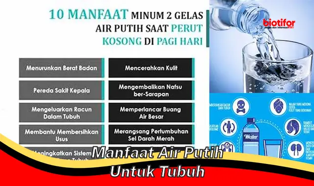 manfaat air putih untuk tubuh