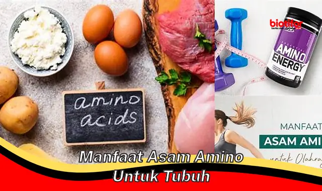 manfaat asam amino untuk tubuh