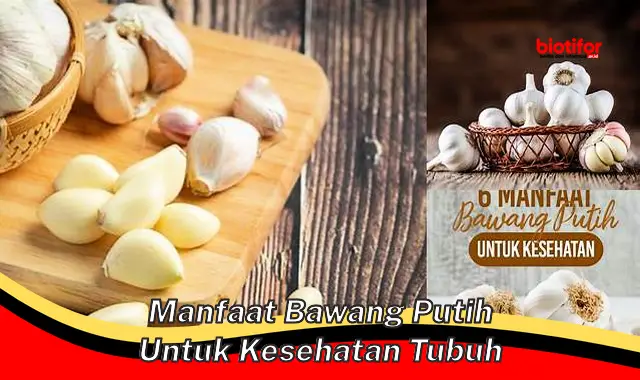 manfaat bawang putih untuk kesehatan tubuh