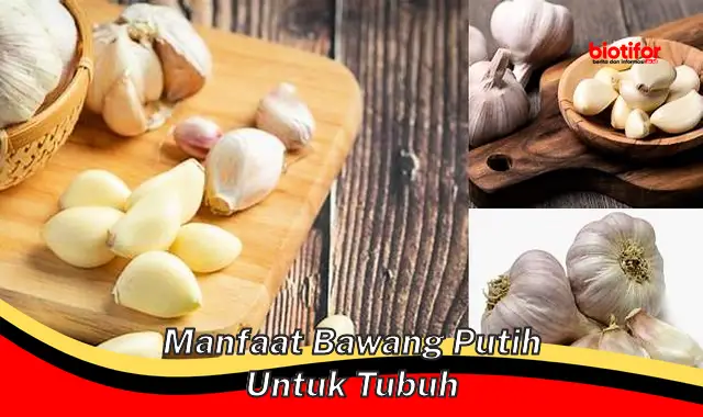 manfaat bawang putih untuk tubuh