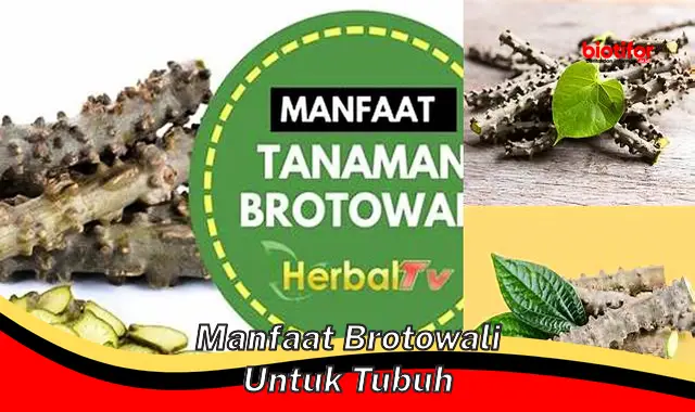 manfaat brotowali untuk tubuh