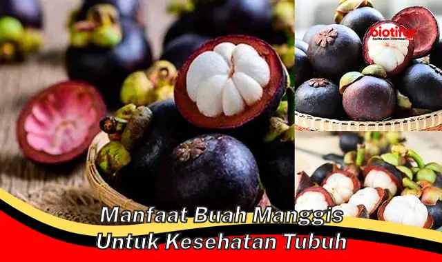 manfaat buah manggis untuk kesehatan tubuh