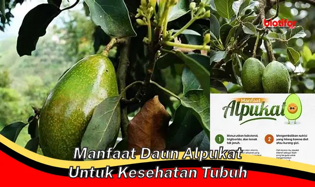 manfaat daun alpukat untuk kesehatan tubuh