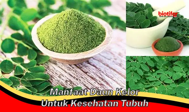 manfaat daun kelor untuk kesehatan tubuh