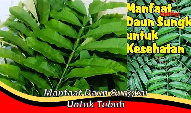 manfaat daun sungkai untuk tubuh