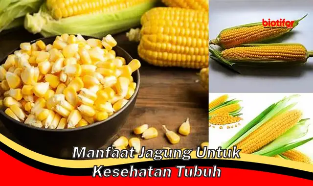 manfaat jagung untuk kesehatan tubuh