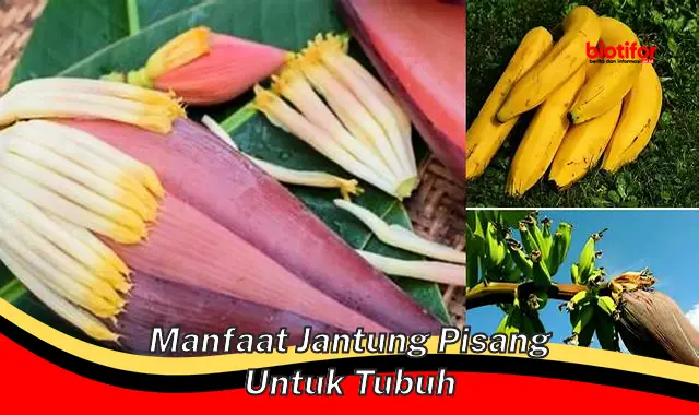 manfaat jantung pisang untuk tubuh