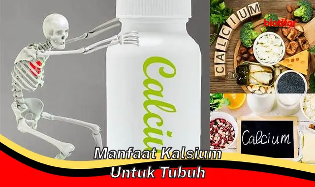 manfaat kalsium untuk tubuh