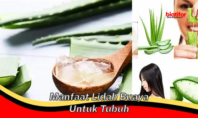 manfaat lidah buaya untuk tubuh